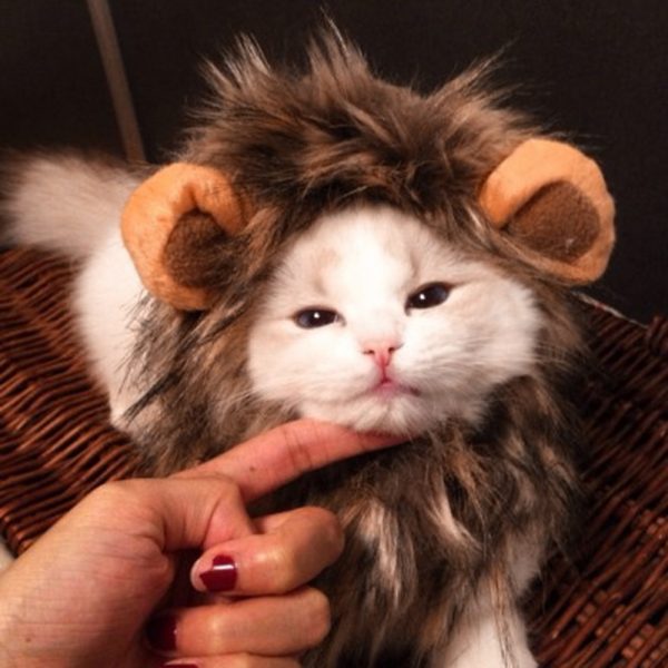 Funny Cute Pet Cat Costume Lion Mane Wig Cap Hat for Cat Dog Halloween Christmas Clothes Fancy Dress with Ears Pet Clothes   1